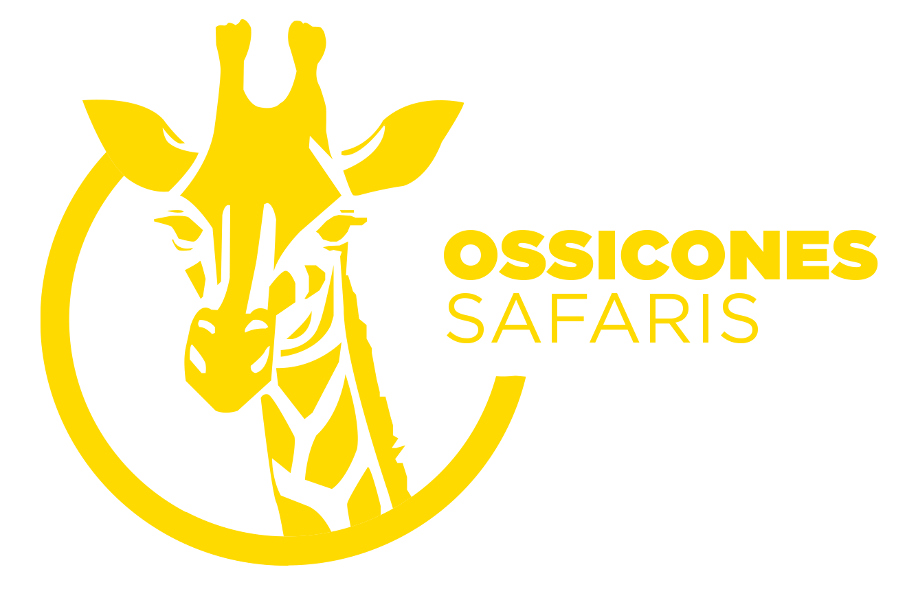 Ossicones Safaris
