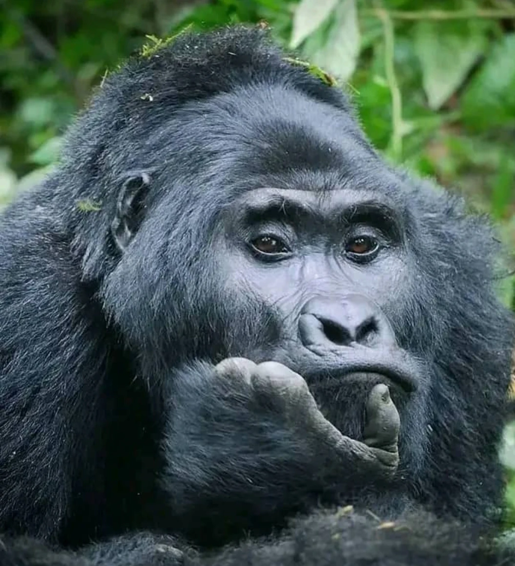 5-Days Gorilla Trekking &amp; Safari Holiday in Uganda