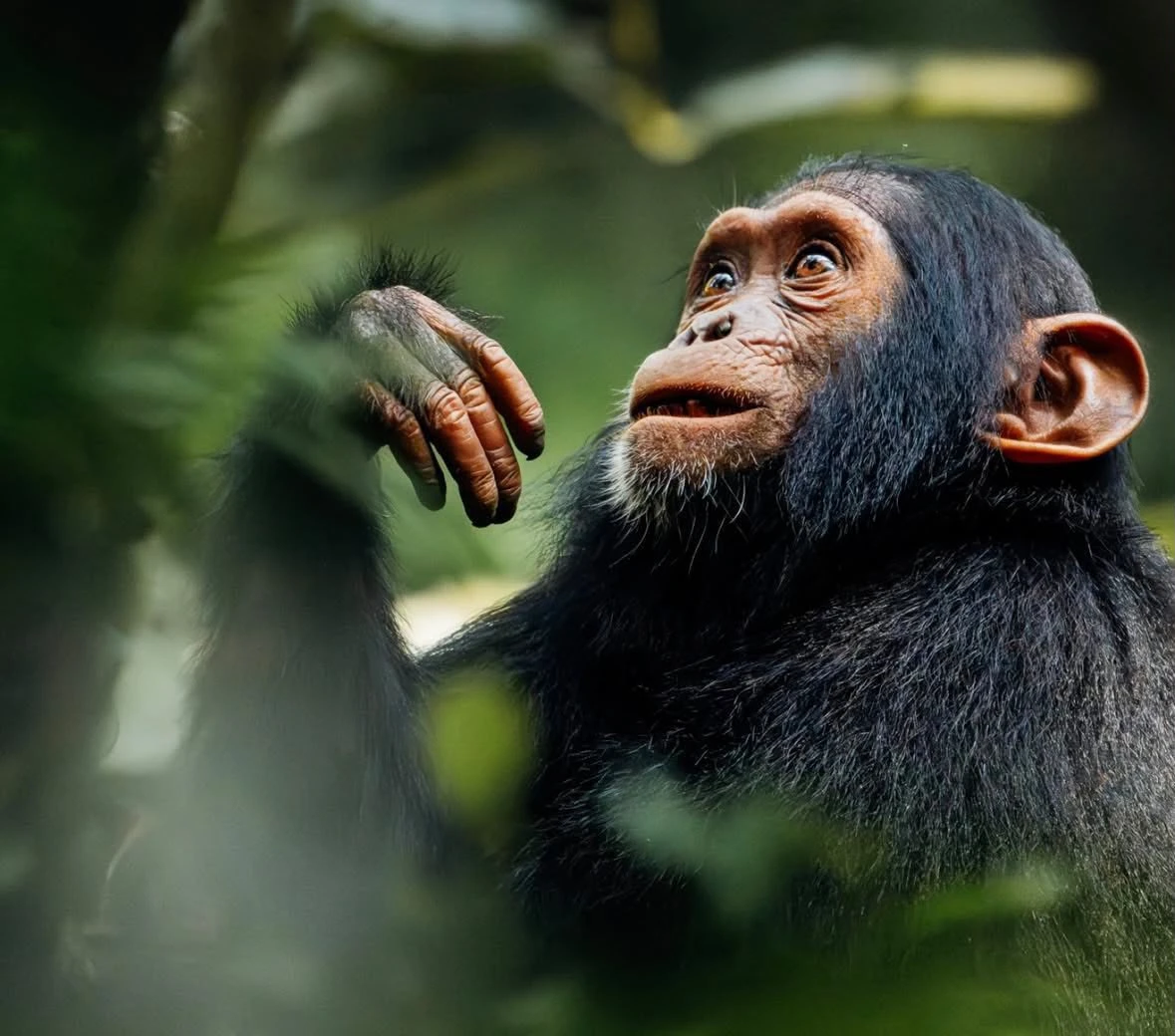 6 Day Chimpanzee, Gorilla Trekking & Tree Climbing Lion Safari.